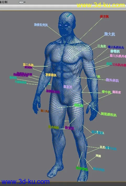 人物肌肉一览模型的图片1