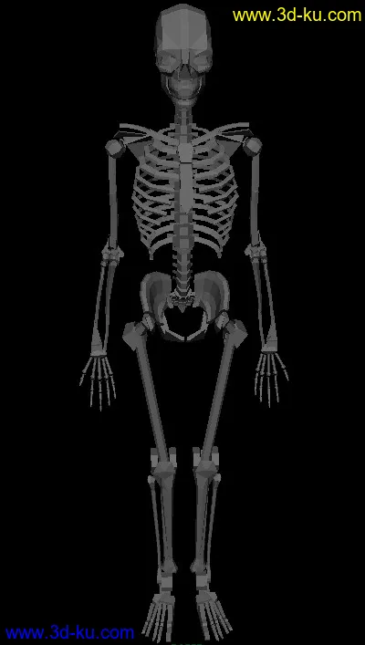 骷髅——骨架模型的图片1