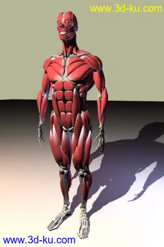 人体肌肉模型的图片1