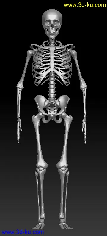 传个罕见的人体骨架模型的图片1