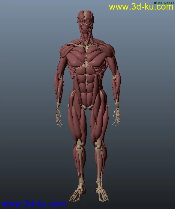 国外大师做的人体肌肉模型!!的图片1