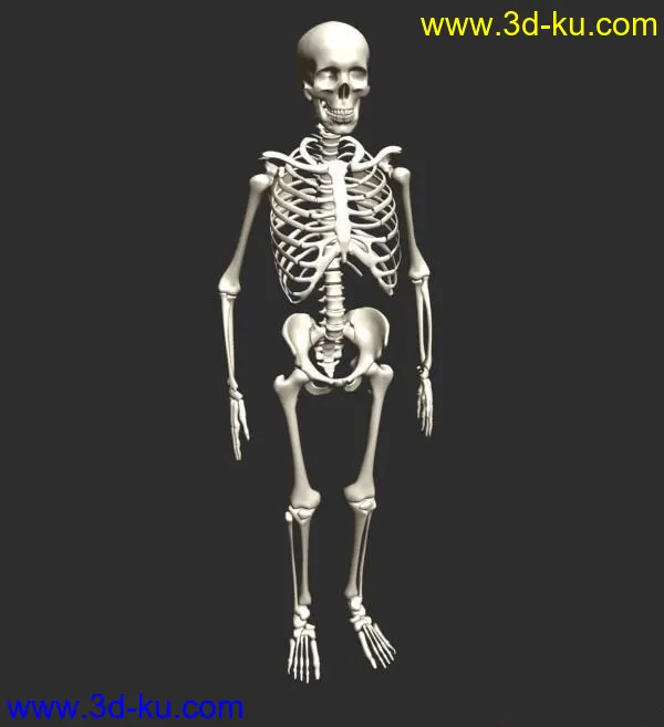高精度人体骨骼 高模模型的图片1