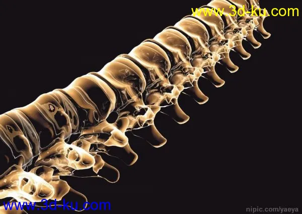 高精度脊椎模型的图片1
