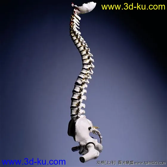 高精度脊椎模型的图片2