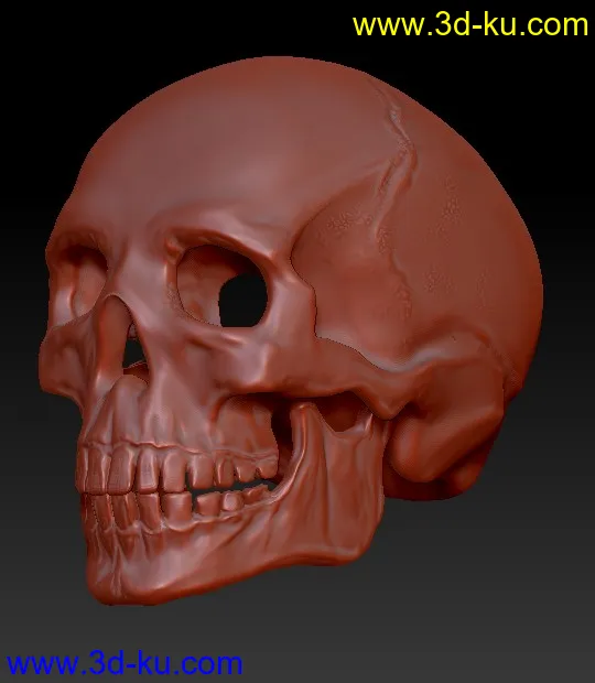 头骨模型的图片2