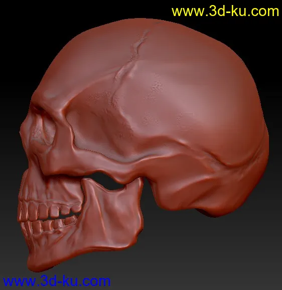头骨模型的图片3
