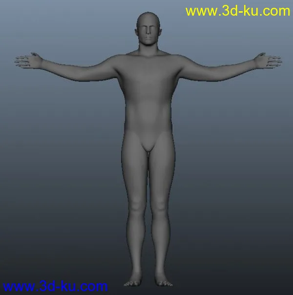 标准比例男性人体模型的图片4