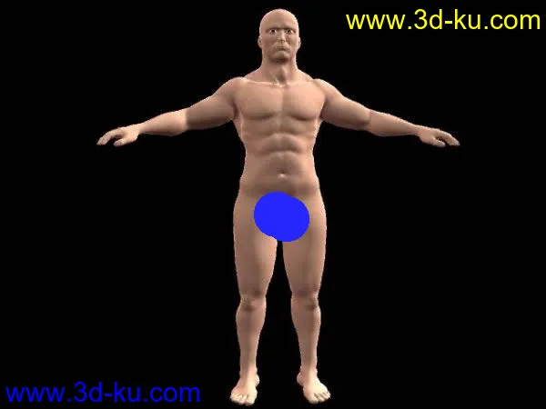 高精写实男人体+肌肉系统模型的图片1