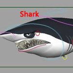 老外经典鲨鱼模型 Shark  带绑定的图片1