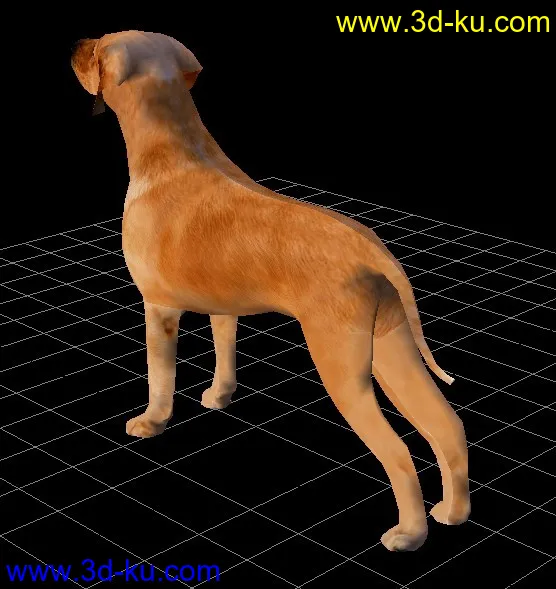 一只写实的狗模型的图片1