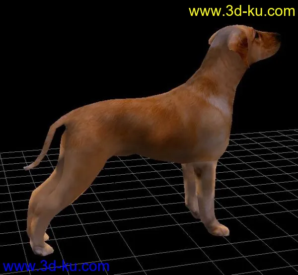 一只写实的狗模型的图片3