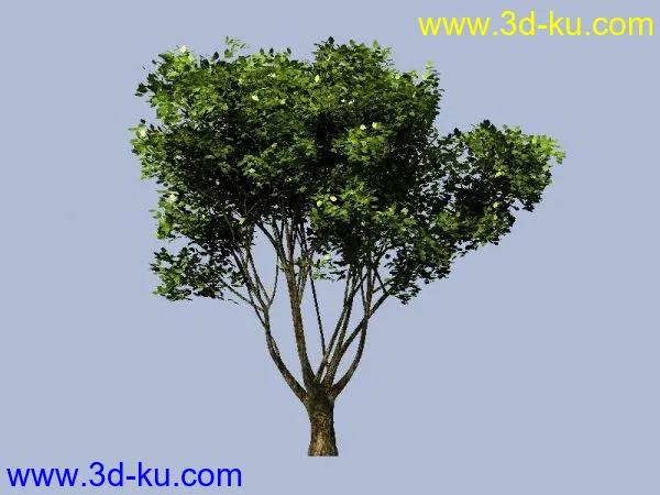 树，高模模型的图片1