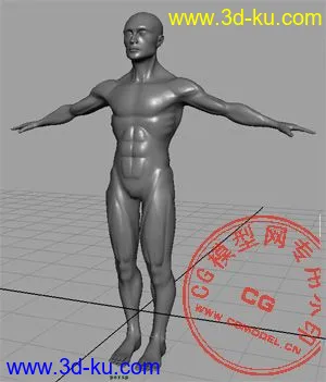 Maya精模－男人体模型的图片1