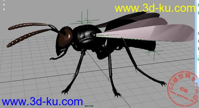 苍蝇模型的图片1
