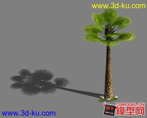 棕榈树模型的图片1