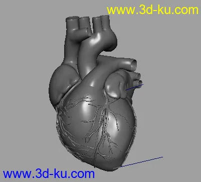心脏模型带动画的图片1