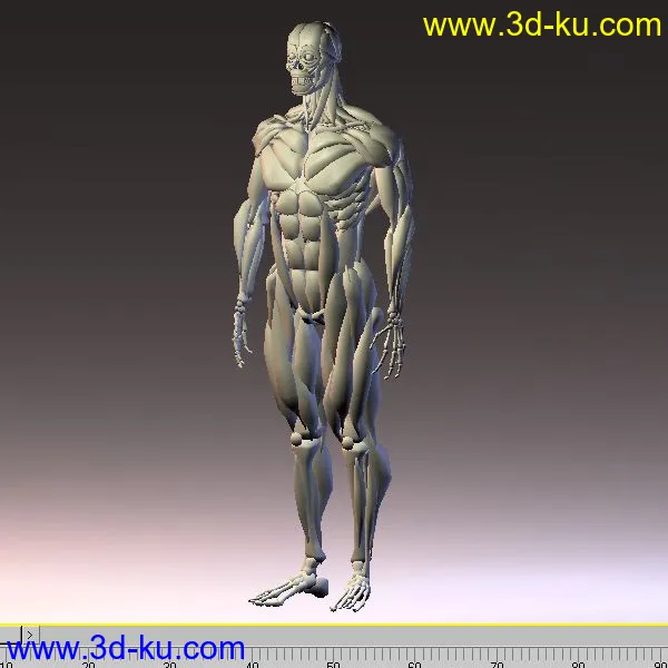 人体肌肉3D模型的图片1