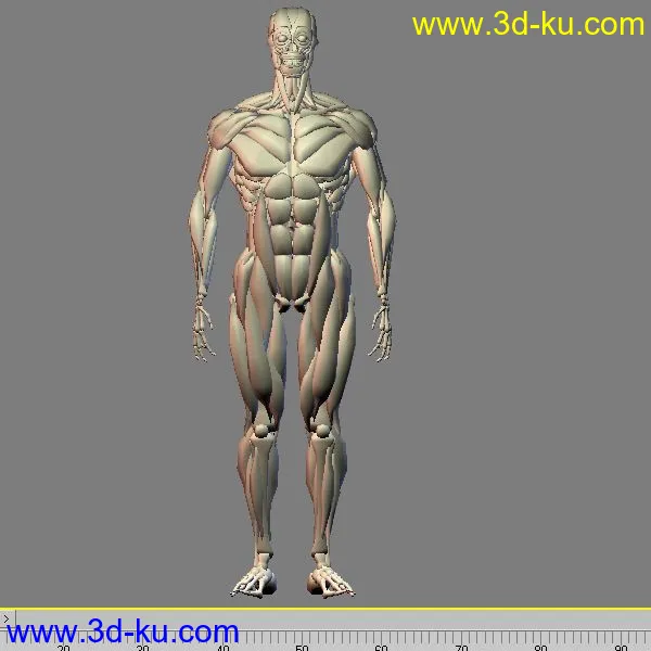 人体肌肉3D模型的图片2