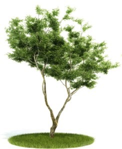 ev小树模型的图片1