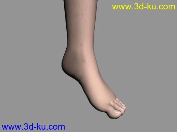 腿和脚模型的图片1