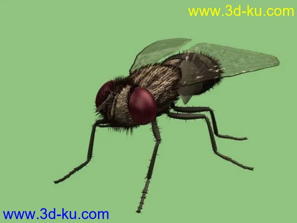 一只苍蝇，不知道以前有没有发过，分享下模型的图片1