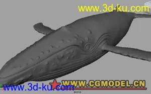 我做的高精座头鲸...模型的图片1