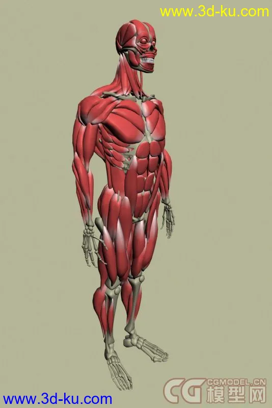 人物全身肌肉模型下载的图片1