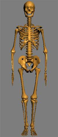 整体骨架模型的图片1