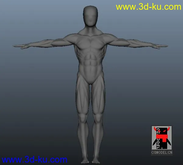 人体肌肉模型的图片2