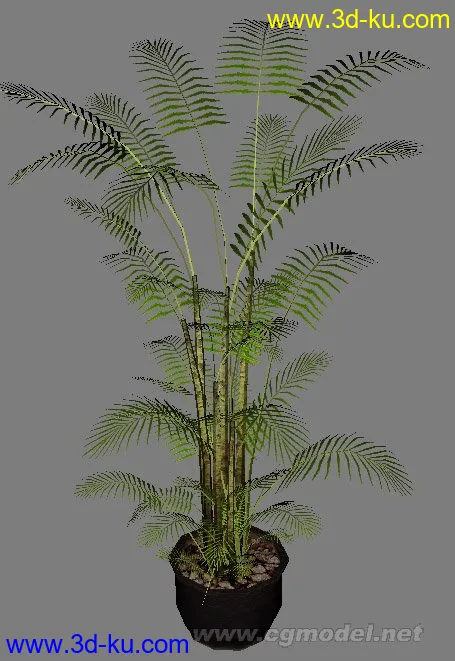 一个低模室内植物，效果不错的模型的图片1