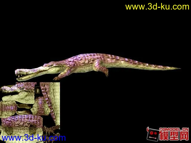 巨鱷模型的图片1