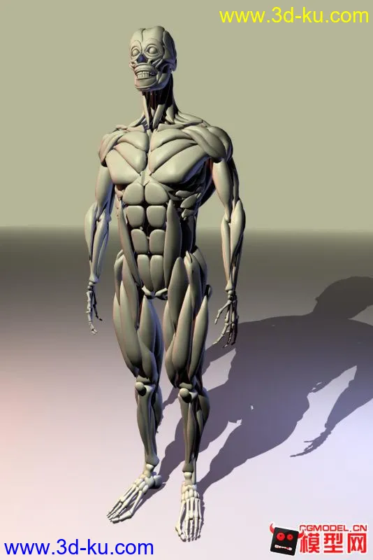 人体肌肉加骨骼模型的图片1