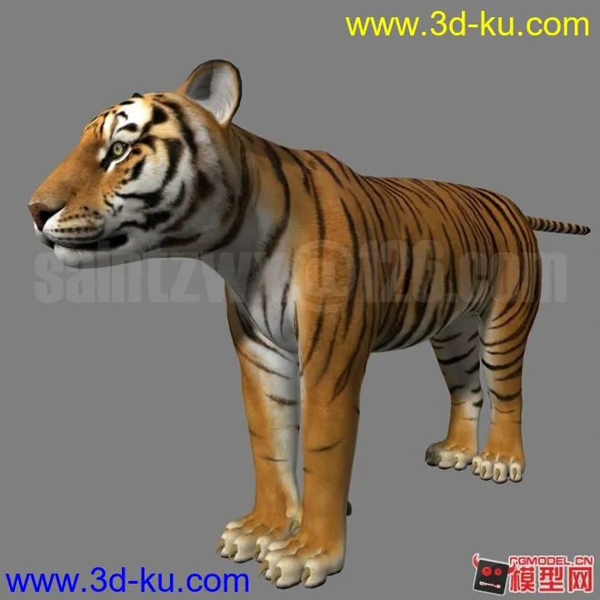 Tiger模型的图片1