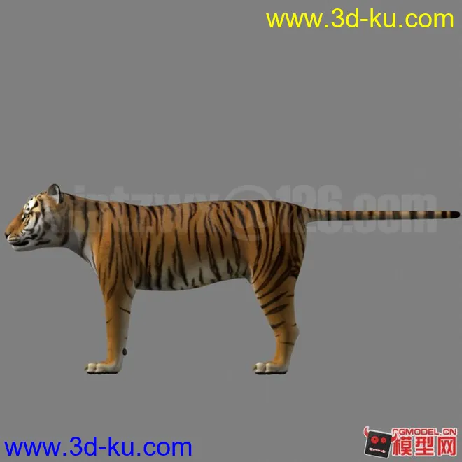 Tiger模型的图片2