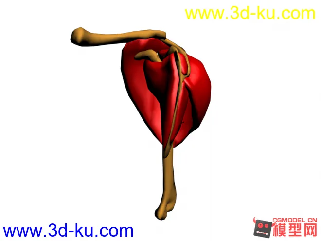 人的心脏模型的图片2