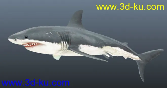 凶猛鲨鱼一条模型的图片2