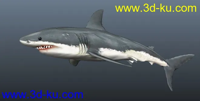 凶猛鲨鱼一条模型的图片3