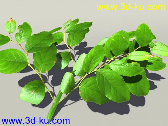 G:3D模型《欧式树木植物3D模型合辑》的图片3