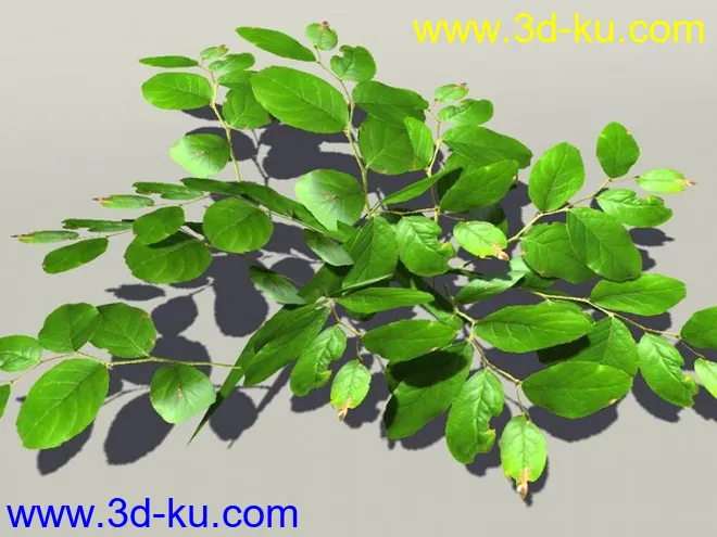 G:3D模型《欧式树木植物3D模型合辑》的图片4