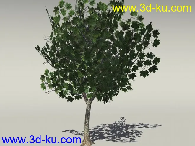 G:3D模型《欧式树木植物3D模型合辑》的图片18