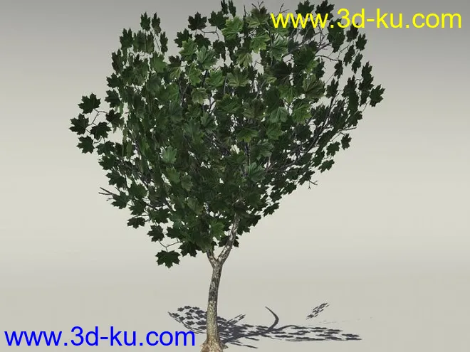 G:3D模型《欧式树木植物3D模型合辑》的图片21