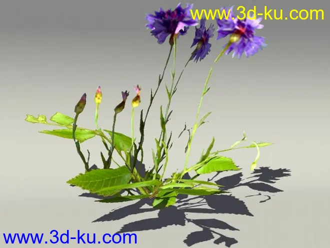 G:3D模型《欧式树木植物3D模型合辑》的图片25
