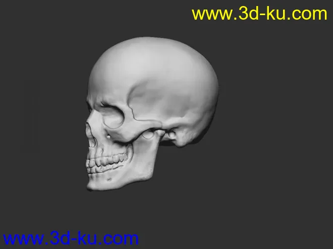 头骨模型的图片1