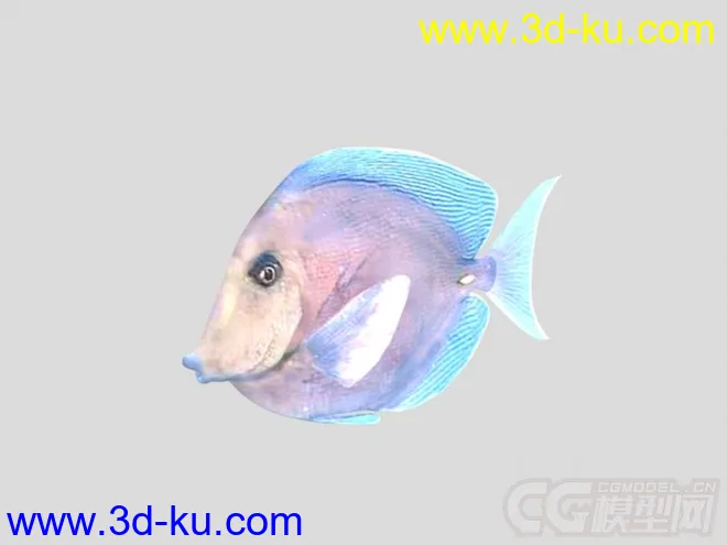 紫蓝吊鱼模型的图片1