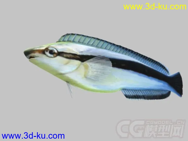 纵带盾齿鳚鱼模型的图片1