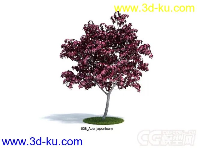 Acer japonicum羽扇槭 模型落叶小乔木模型的图片1