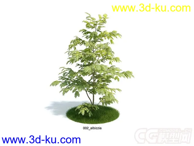 albizzia合欢树，植物树木模型的图片1