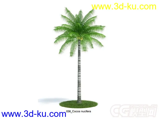 Cocos nucifera可可椰子树模型的图片1