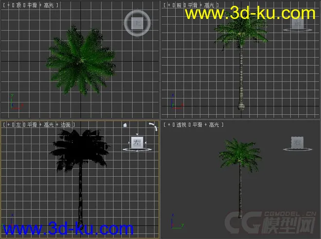 Cocos nucifera可可椰子树模型的图片2