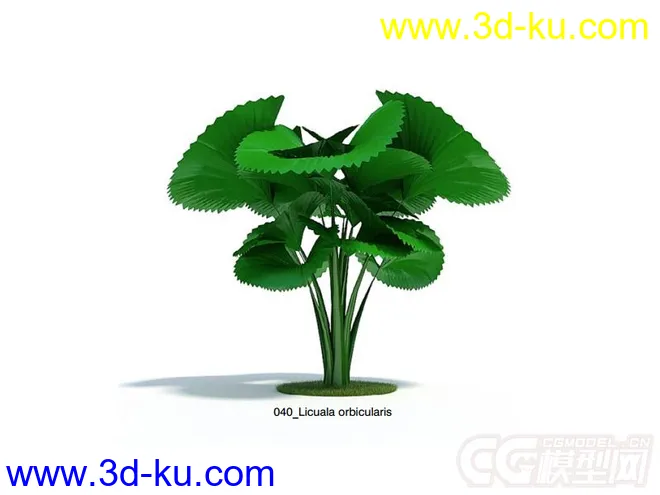 Licuala orbicularis棕榈树模型的图片1